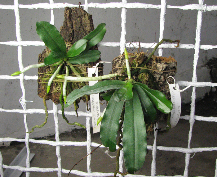 Aerangis mystacidii x decaryana.jpg