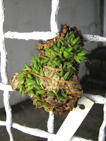 Pleurothallis aveniformis.jpg