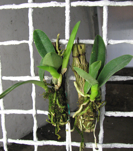 Laelia jongheana.jpg