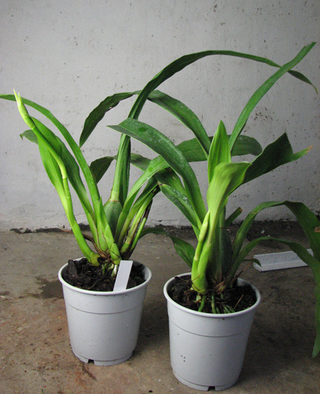 Zygopetalum hybrid 'Green'.jpg