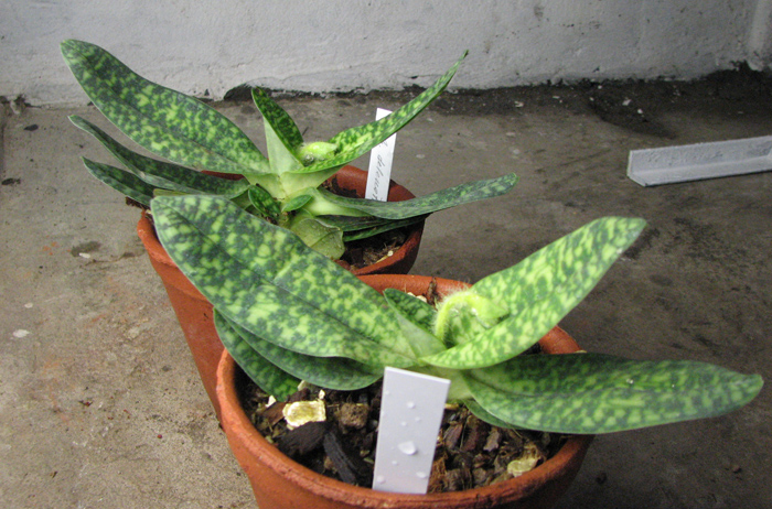 Paphiopedilum delenatii alba.jpg