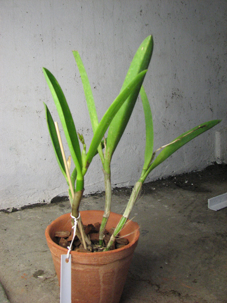 Brassocattleya Maikai 'Mayumi'.jpg
