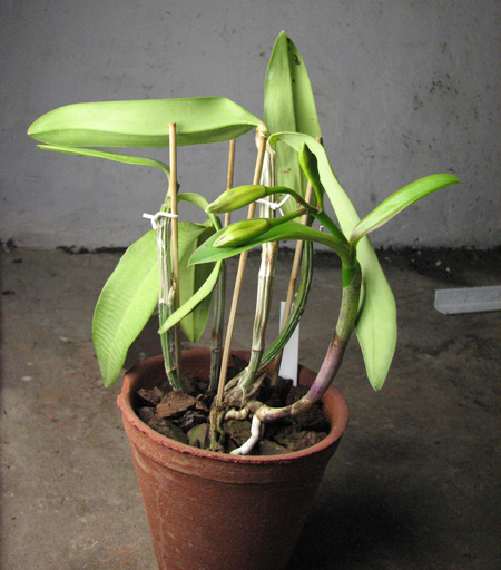 Cattleya intermedia aquinii x Cattleya walkeriana.jpg