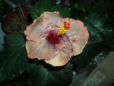 Изображение 196.jpg