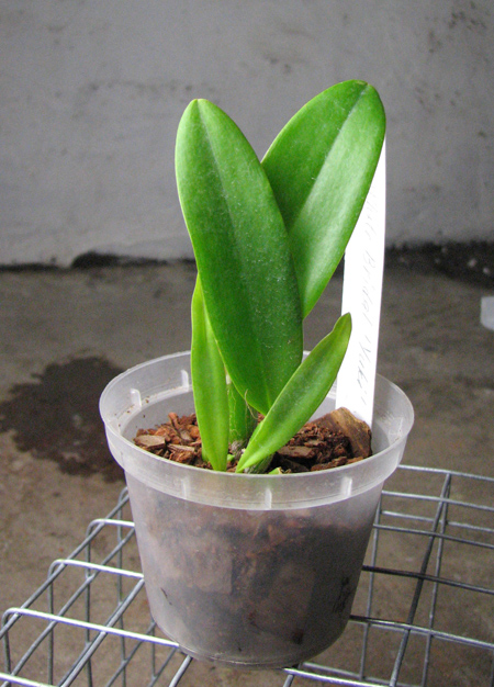 Cattleya White Bridal 'Yuki' (Angelwalker x Candy Tuft).jpg