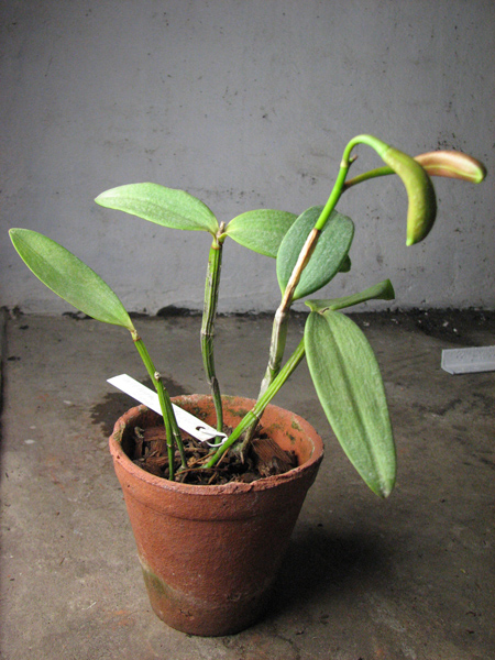 Cattleya forbesii var aurea.jpg
