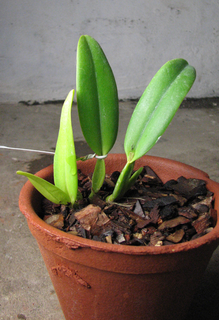 Cattleya percivaliana rosa 'Castro' (quase semi alba) x SELF.jpg
