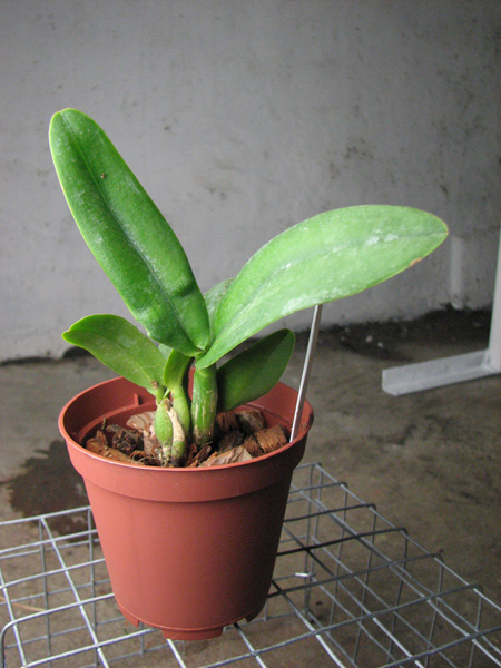 Sophrolaeliocattleya Little Hazel 'M'.jpg