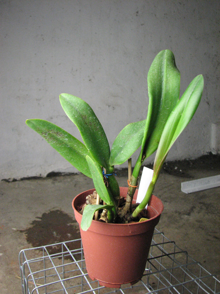 Potinara Love Tapestry 'Popular Song'.jpg