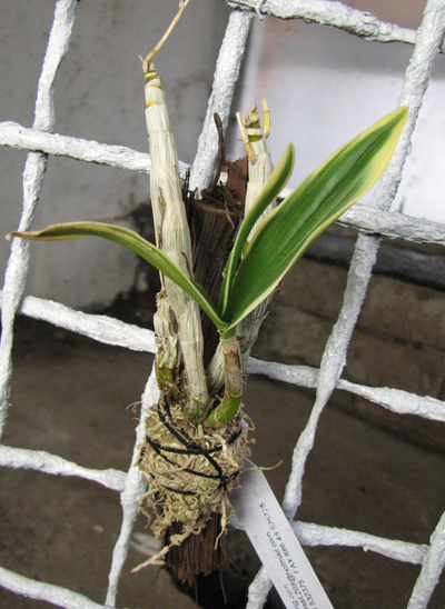 Dendrobium phalaenopsis mini 'Variegated leaf'.jpg