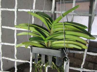 Ascocentrum miniatum.jpg