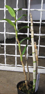 Dendrobium Dawn Maree.jpg