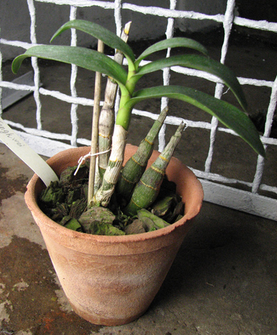 Dendrobium Tengkwei.jpg