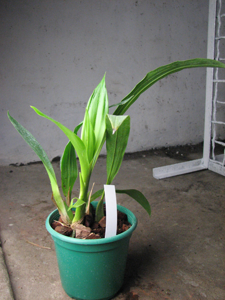 Zygopetalum 'Rhein Moonlight'.jpg