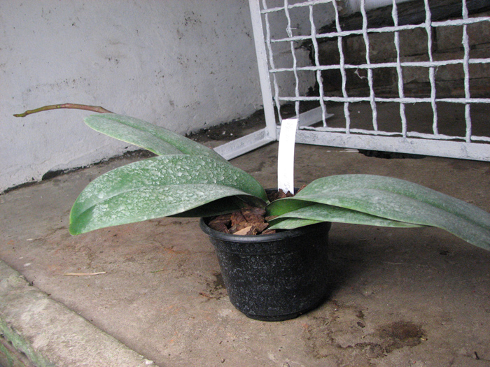 Doritaenopsis Leopard Prince 'Sogo'.jpg