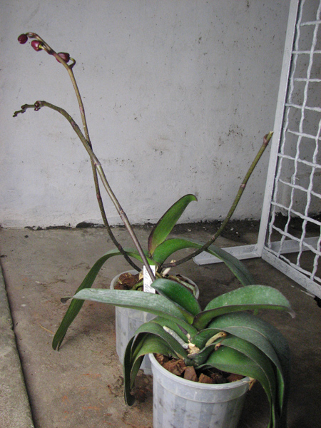 Dtps King Shiang's Baby 'Yellow Kitty'.jpg