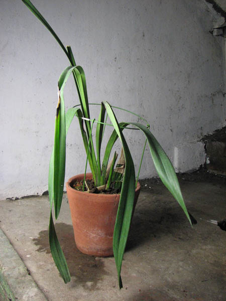 Cymbidium Fire Storm 'Ruby'.jpg