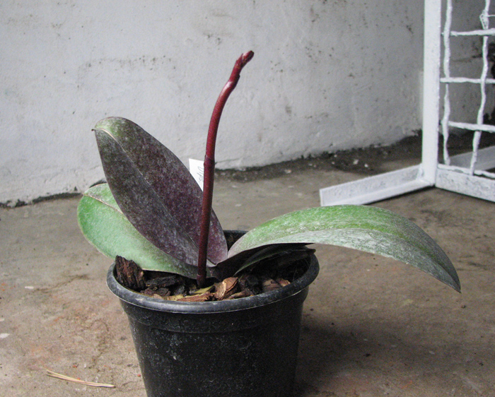 Doritaenopsis Taiwan Diamond '0-1'.jpg