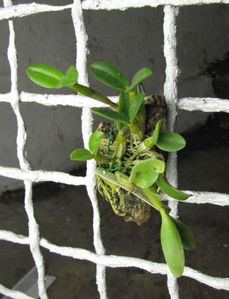 Dendrobium pachyphyllum.jpg