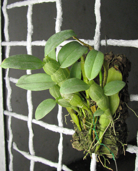 Dendrobium trantuanii.jpg