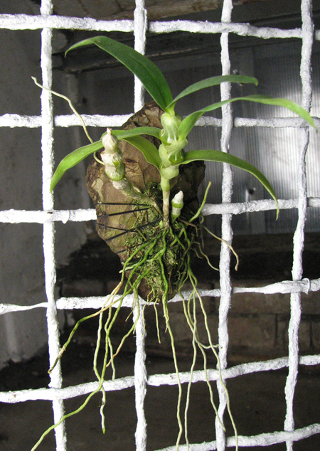 Dendrobium pendulum x self.jpg