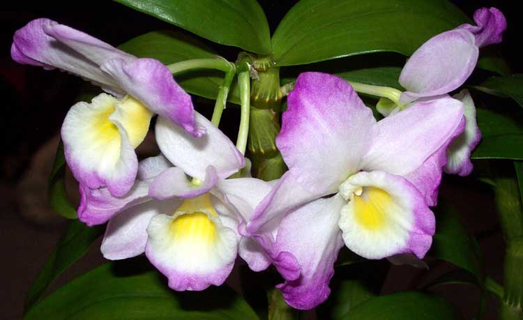 Dendrobium nobile  'Spring Poesie'.jpg