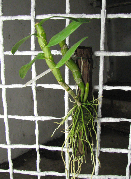 Dendrobium nobile 'Spring Poesie'.jpg