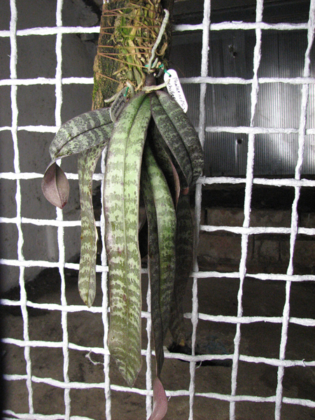 Phalaenopsis schilleriana.jpg