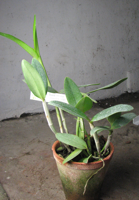 Cattleya intermedia flamea caerulea 'Blue Rapsody' x Cattleya intermedia alba XXX (SAN 775).jpg