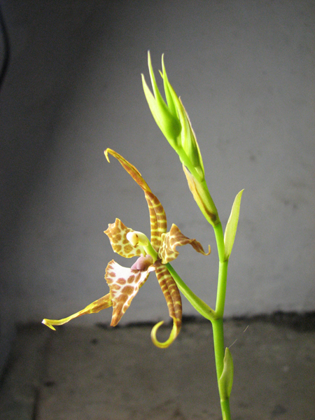 Rhynchostele cordatum.jpg