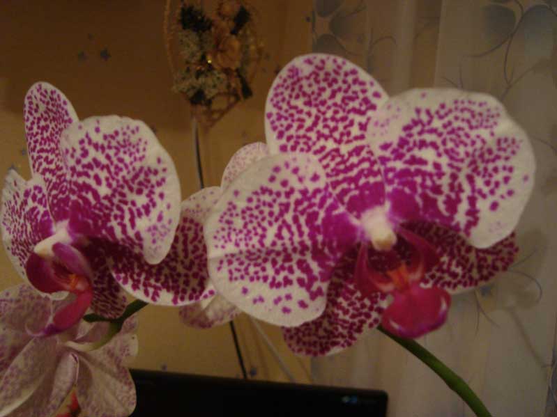 А это&quot;Слоник&quot;...