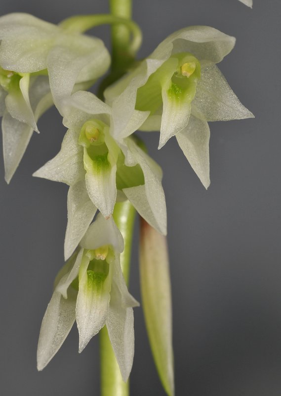 Coelogyne bicamerata.