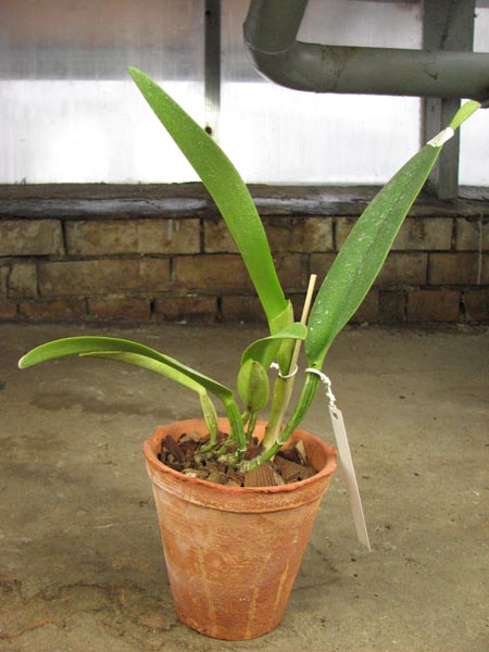 Cattleya rex x rex.jpg