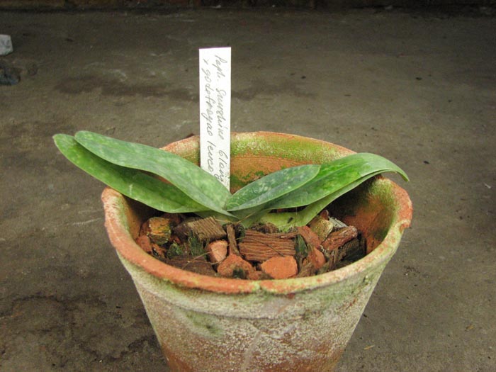 Paphiopedilum Sunshine Glory × godefroyae f leucochilum.jpg