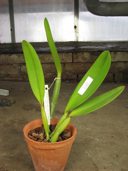 Cattleya lueddemanniana (caerulea 'Mariauxi' x tipo) x lueddemanniana caerulea 'Tania'.jpg