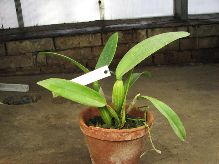 Cattleya labiata amesiana 'Super Star' (Z-43) x Cattleya labiata roxo bispo 'Urbano'.jpg