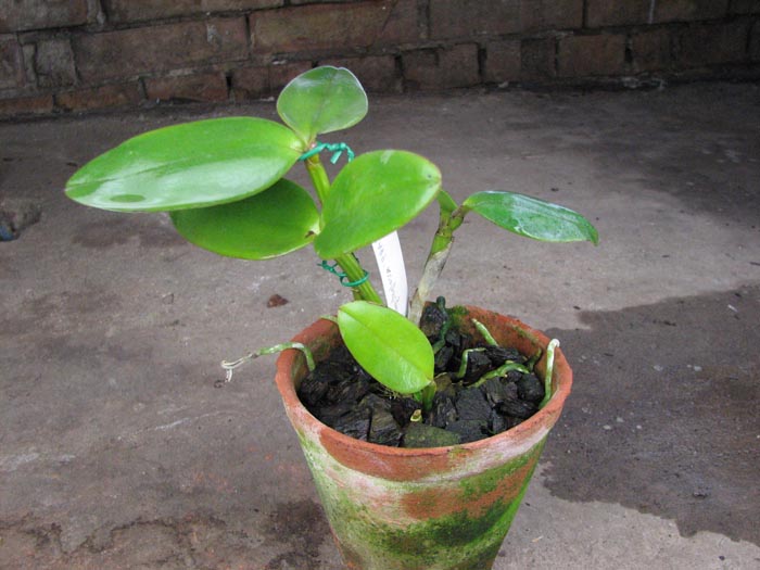 Cattleya amethystoglossa 'FPA' x Cattleya amethystoglossa 'ESI'.jpg