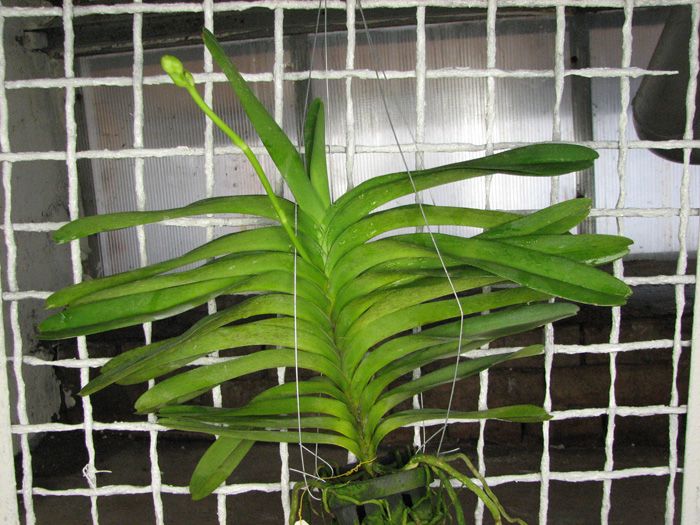 Vanda Bhimayothin x Vanda coerulea.jpg