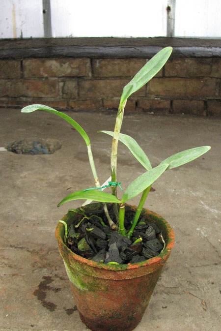 Cattleya bicolor (DAR) x Cattleya bicolor 'Angelo Ebani'.jpg