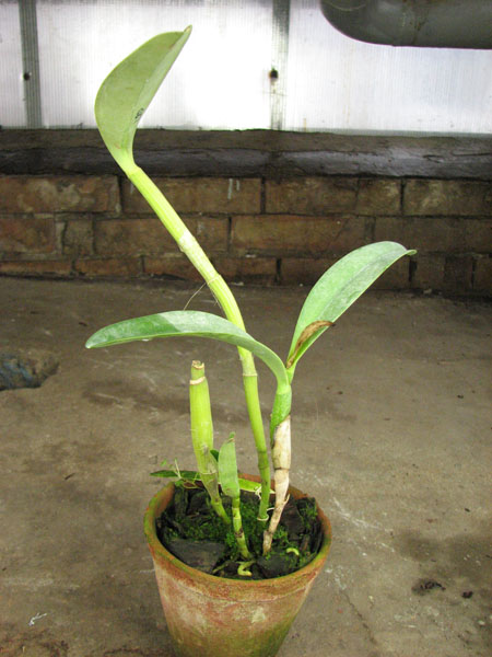 Cattleya bowringiana coerulea.jpg