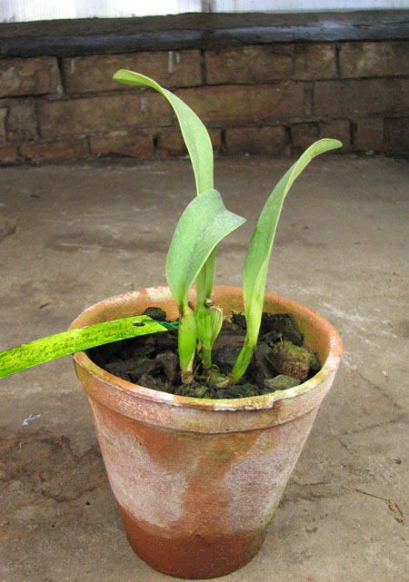 Cattleya bowringiana semi alba suave 'Tower Grove' x Cattleya labiata semi alba 'Gulliver'.jpg