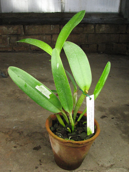 Cattleya bowringiana semi alba suave 'Tower Grove' x Cattleya labiata alba 'Nuvem Branca'.jpg