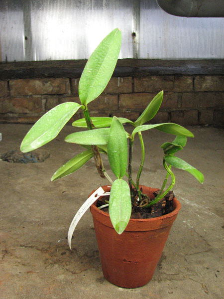 Cattleya forbesii.jpg