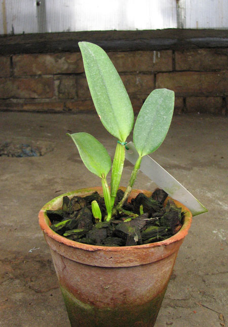 Cattleya gaskelliana coerulea 'Aida' (24-1) x Cattleya intermedia coerulea 'Olhos Azuis'.jpg