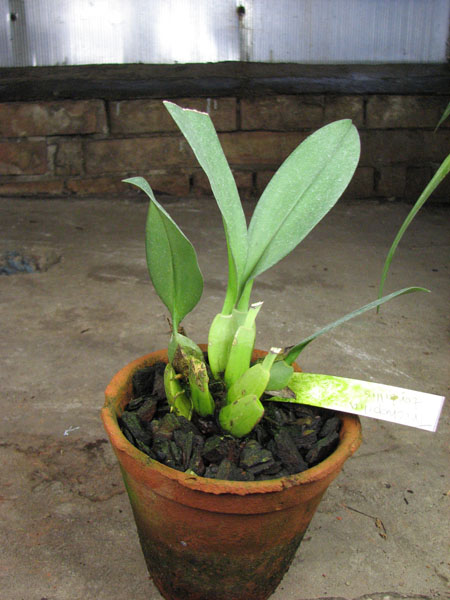 Trichopilia tortillis.jpg