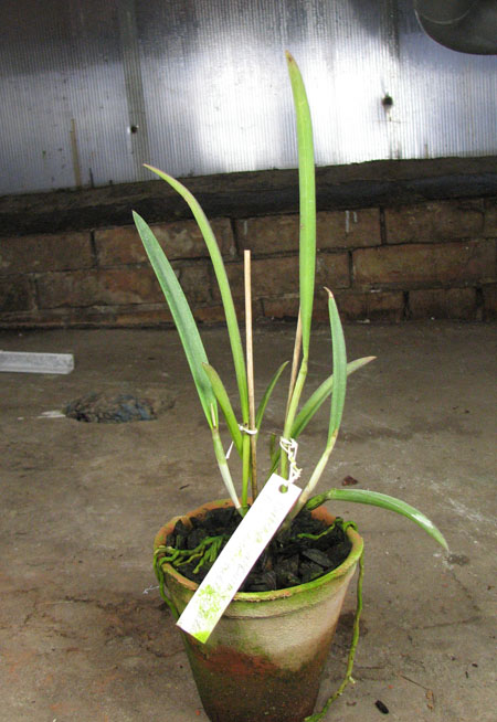 Cattleya guttata albina x Brassavola tuberculata.jpg