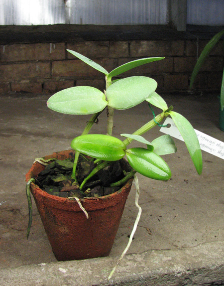 Cattleya intermedia alba 'Plana' x Cattleya intermedia alba pelorica 'AWZ'.jpg
