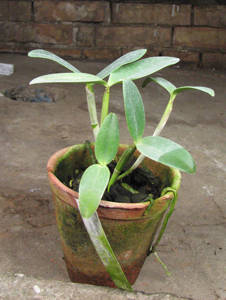 Cattleya intermedia aquini-flamea 'AWZ' x Cattleya intermedia.jpg