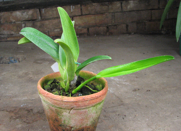 Cattleya jenmanii orlata 'Pacaraima' x SELF.jpg