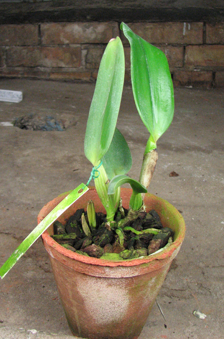 Cattleya labiata 'Yellow Eyes' x Cattleya labiata tipo escura (Z-68).jpg